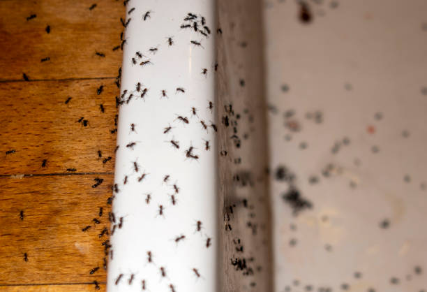 Best Pest Inspection Near Me  in East Porterville, CA